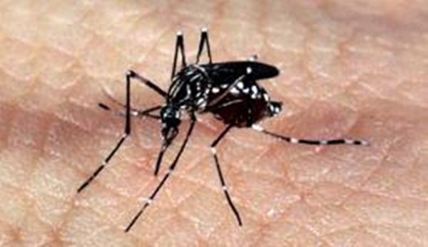 Estudo da Fiocruz alerta para risco de reurbanização da febre amarela no Brasil