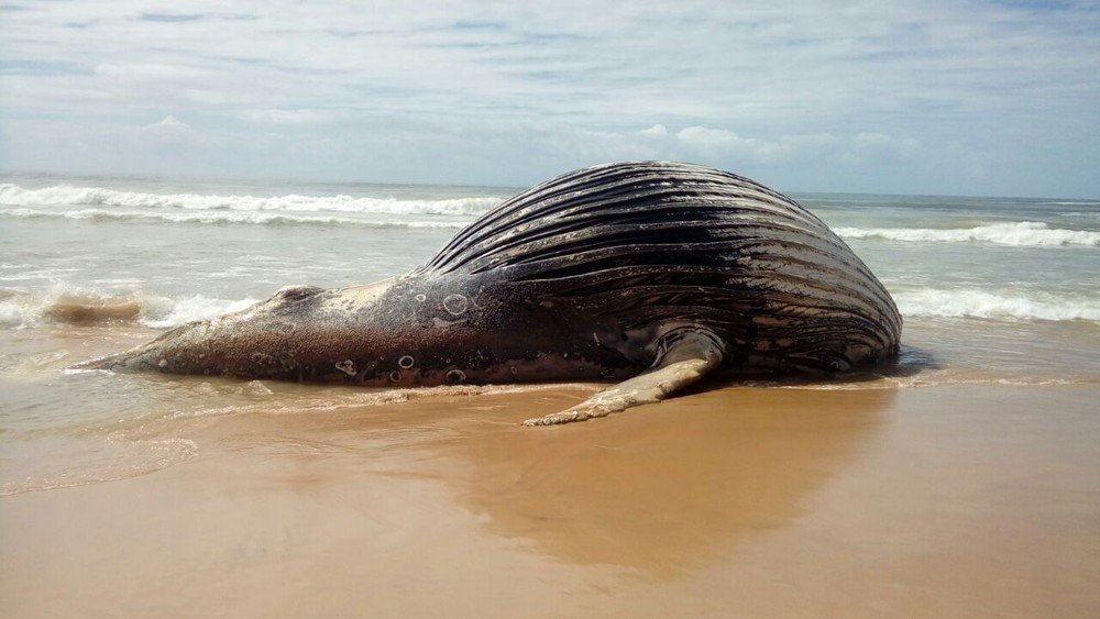 Baleia Jubarte aparece morta na praia de Maraú