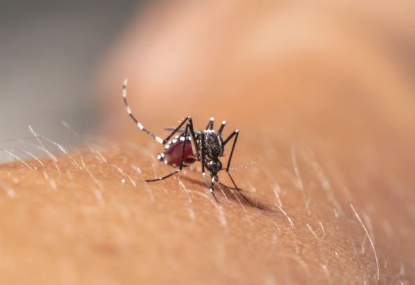 Minas Gerais confirma mais quatro mortes por febre chikungunya