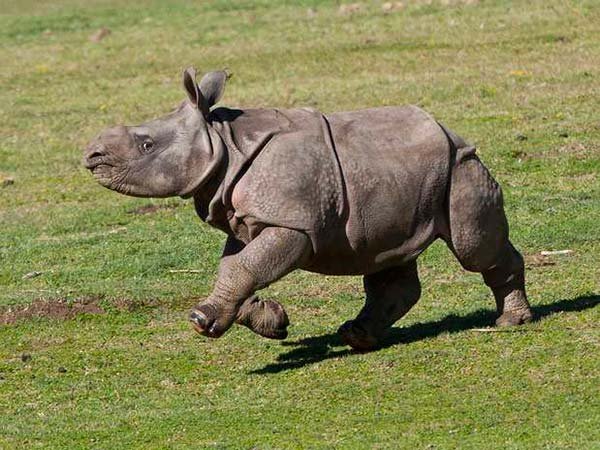 Mundo vive 6ª extinção em massa de animais – situação é pior do que parece