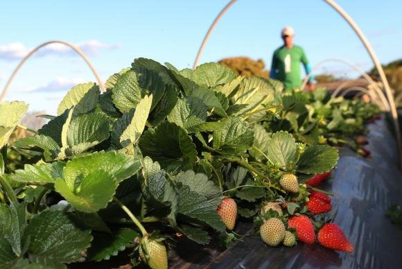 Produtores de morango do país celebram safra, inovações e história