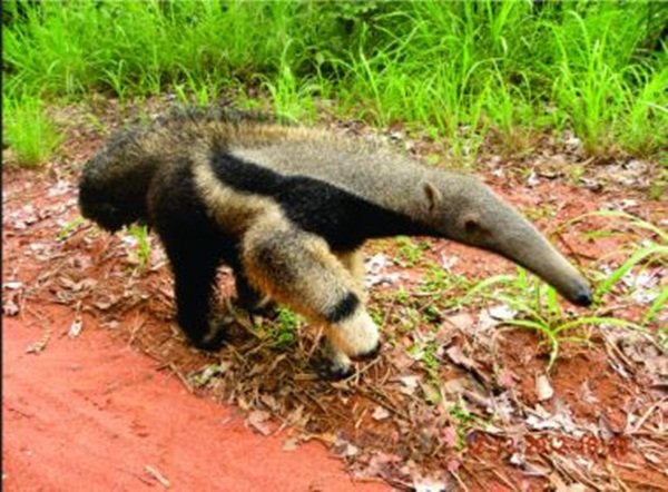 Tamanduá-bandeira pode desaparecer em 20 anos