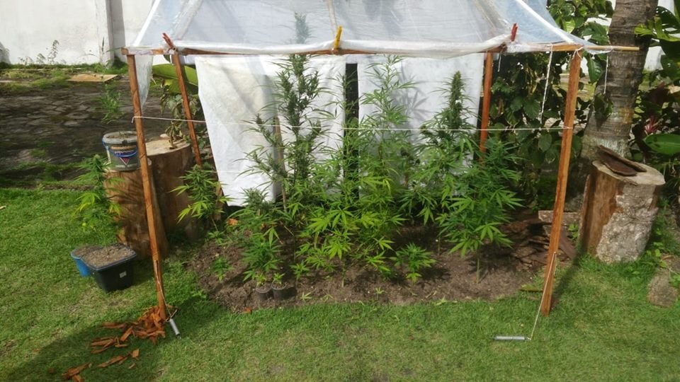PM descobre plantio de maconha em uma residência localizada no centro de Cabrália