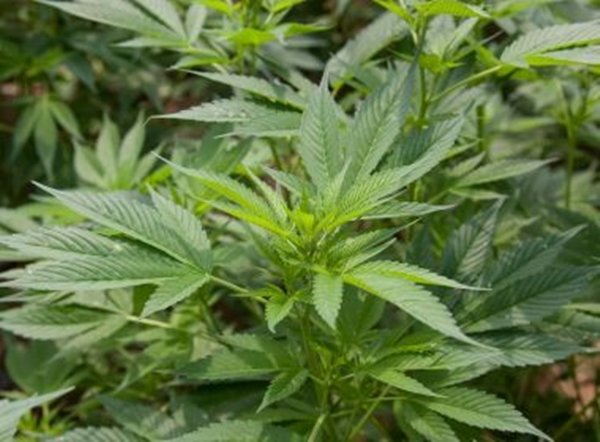 Canadá é primeiro país a legalizar uso da maconha em todo território nacional
