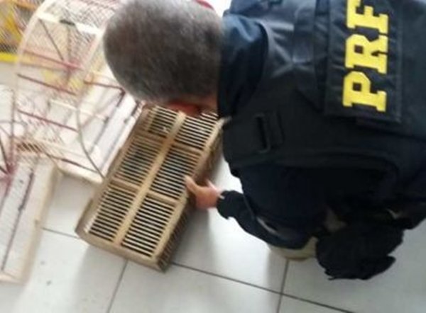 Mais de 200 animais silvestres são encontrados em transporte ilegal no sul da Bahia