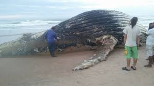 Prado: Baleia jubarte é encontrada morta na praia de Cumuruxatiba