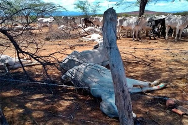 Bahia: Número de bois e vacas mortos em fazenda sobe para 125; suspeita é de intoxicação alimentar