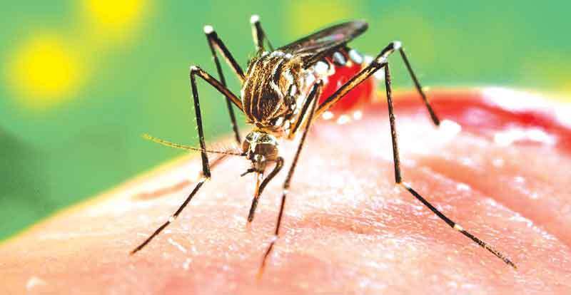 Ministério da Saúde inicia neste domingo novas ações de combate ao Aedes Aegypti