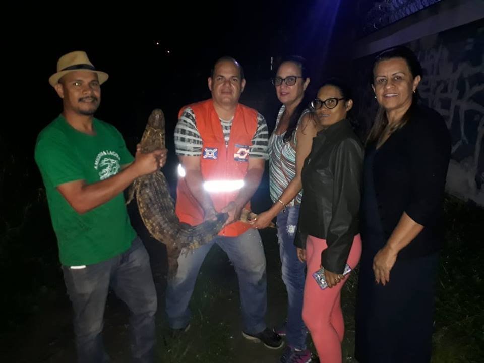 Itamaraju: Jacaré é capturado em via pública