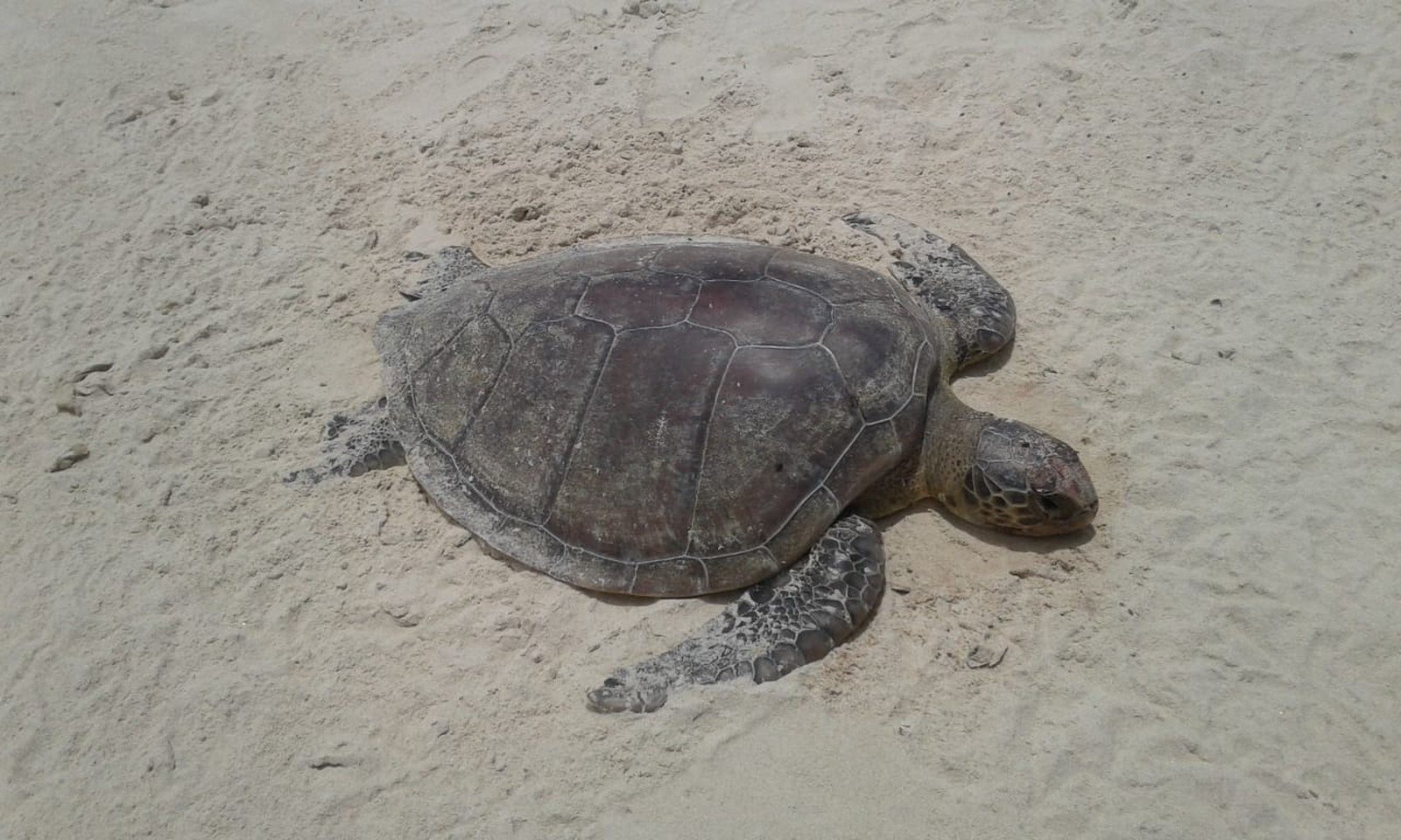 Mais de 35 tartarugas foram achadas mortas no sul da Bahia este ano