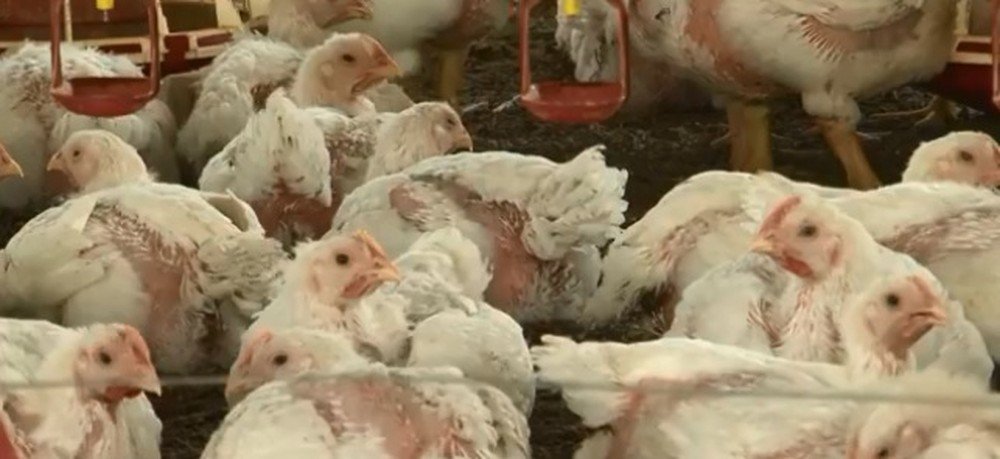 Bahia: Número de abate de frangos e aquisição de leite bate recorde