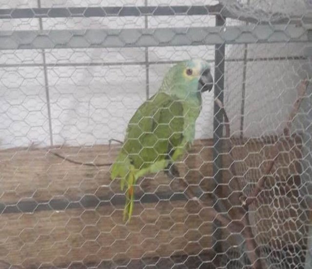 Papagaio é apreendido após anunciar chegada de policiais em ponto de tráfico: ‘Mamãe, polícia!’