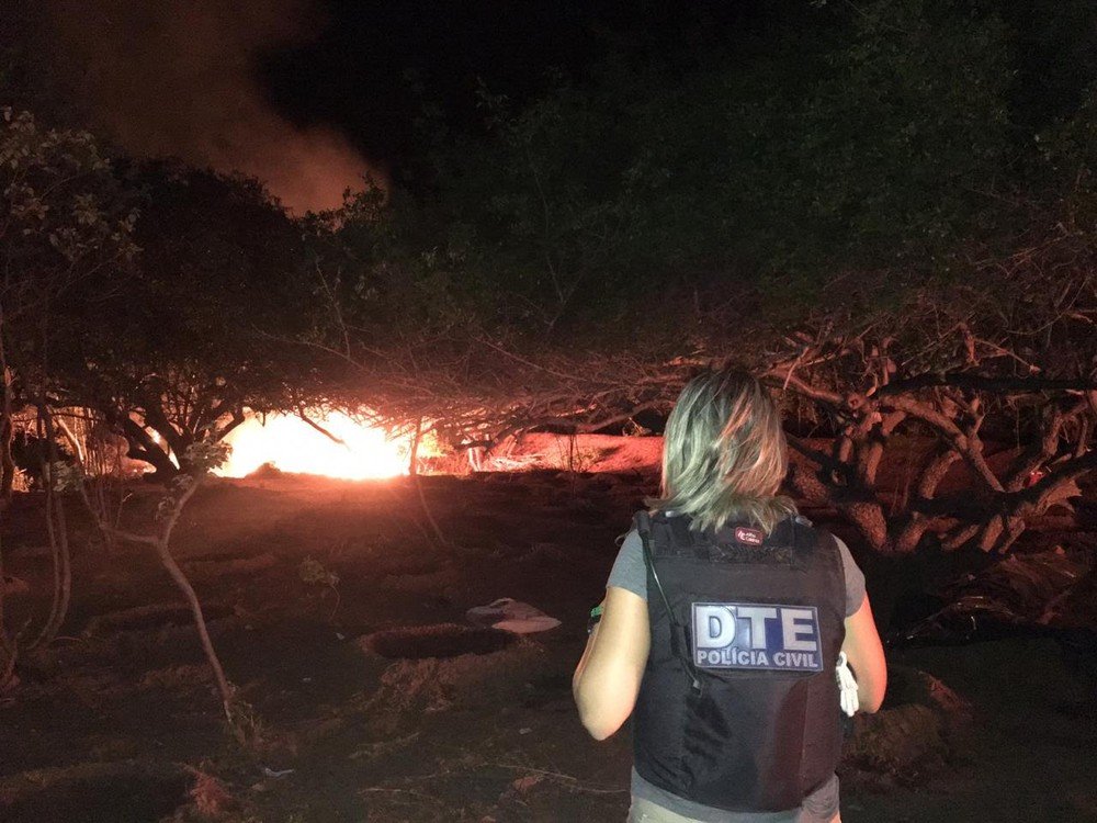 Bahia: Plantação com 50 mil pés de maconha é localizada e destruída pela polícia