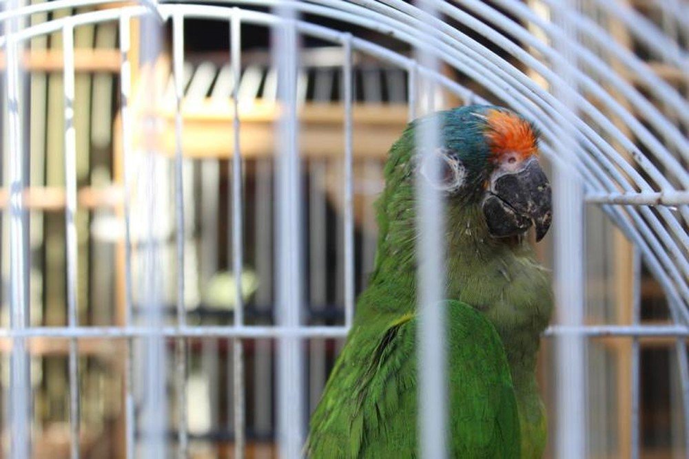 Operação no sul da Bahia resgata mais de 570 animais silvestres em menos de uma semana