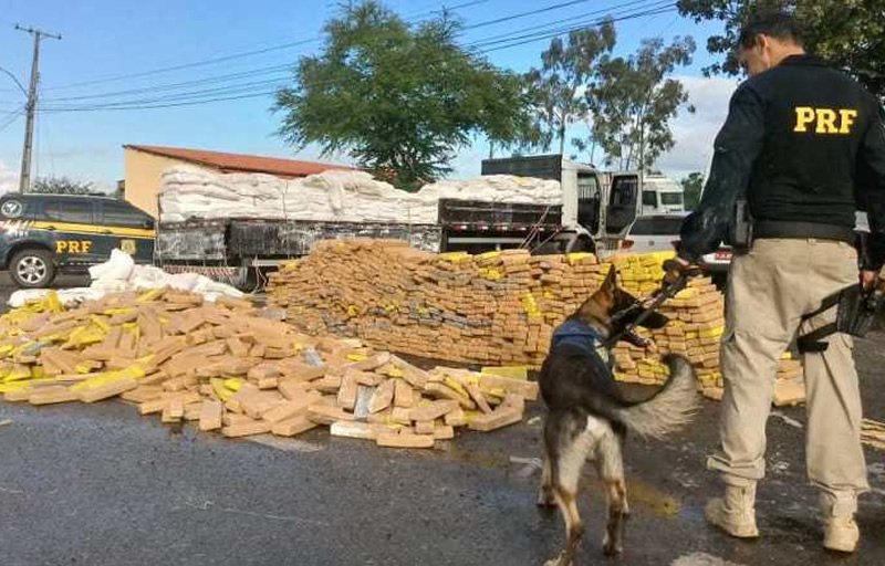 Mais de 3 toneladas de maconha são apreendidas com o auxílio de cão farejador na Bahia
