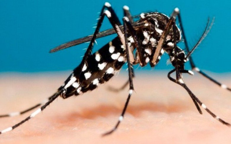 Brasil registra quase 600 mil casos confirmados de dengue em 2019