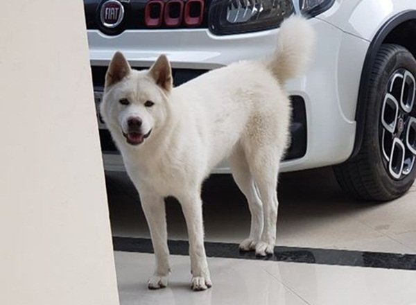 Teixeira: Procura-se cadela que desapareceu no Santa Rita. Tutor oferece recompensa