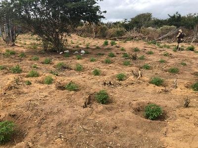 1 tonelada de maconha é apreendida por dia em operação da Polícia na Bahia