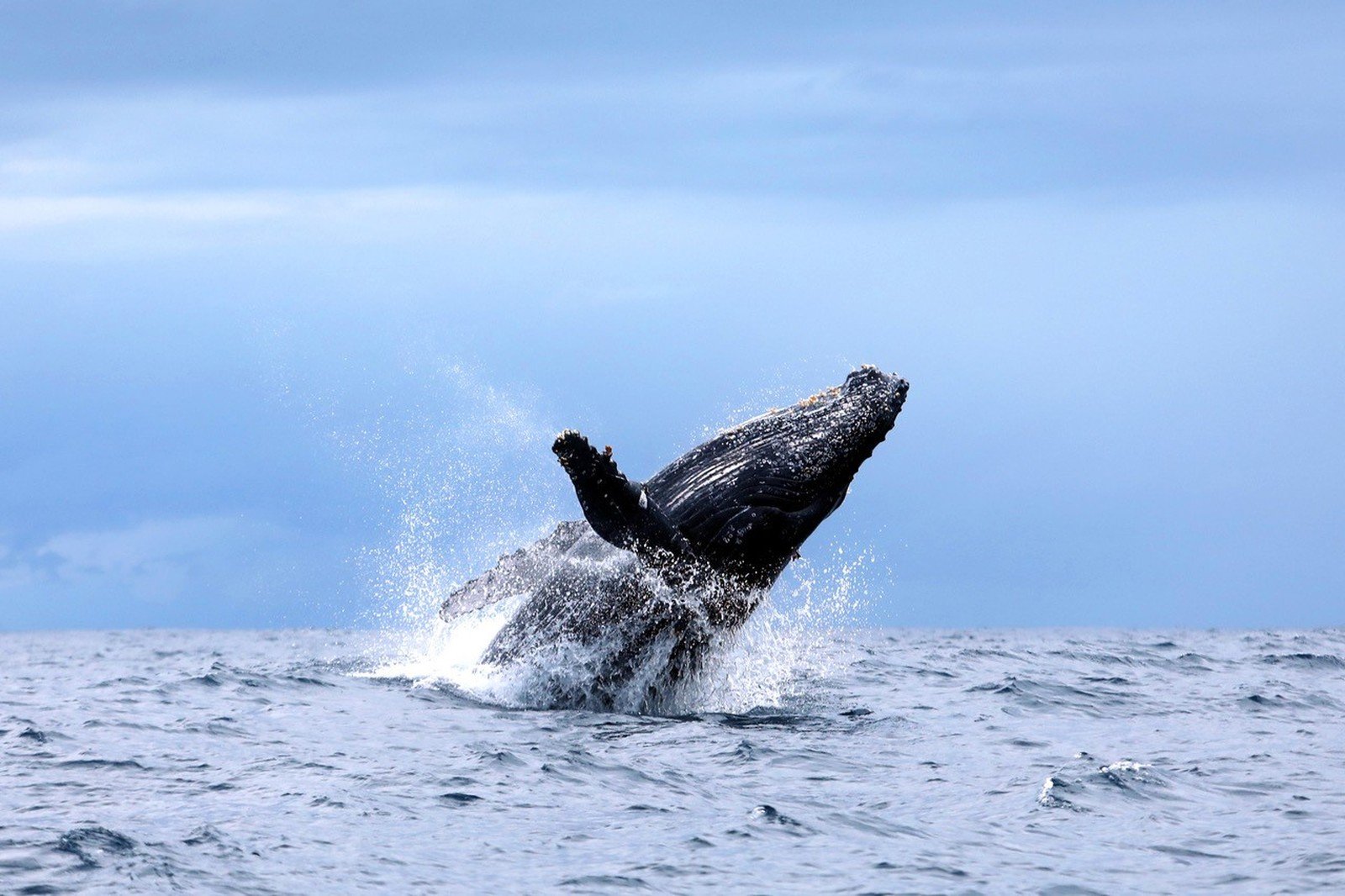 20 mil baleias jubartes devem passar pelo litoral baiano