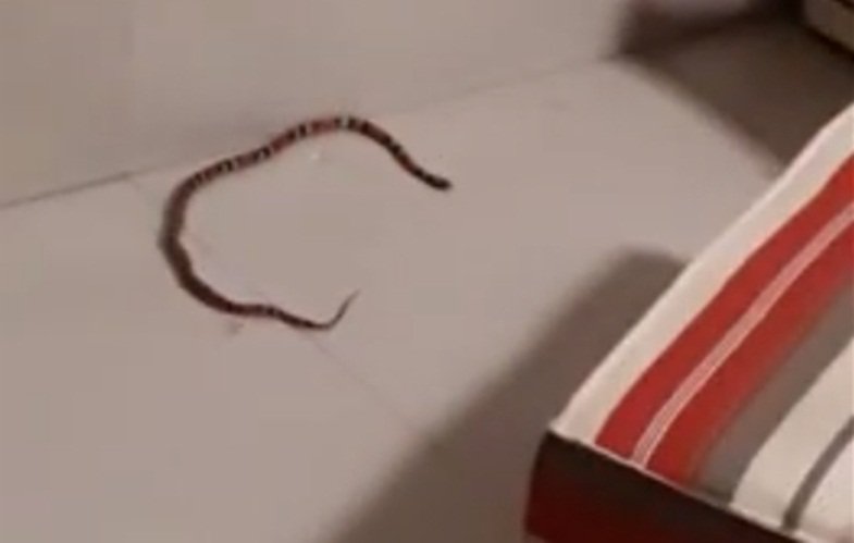 Teixeira de Freitas: Vídeo – Cobra da espécie Coral é encontrada dentro do SAC e assusta funcionários