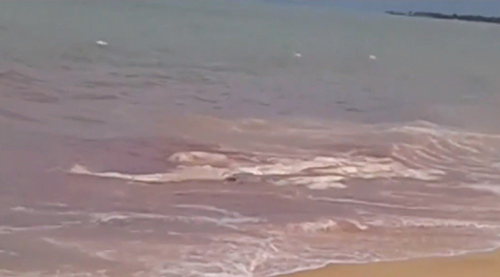 Cabrália: Praia é interditada após restos mortais de baleia serem encontrados no local