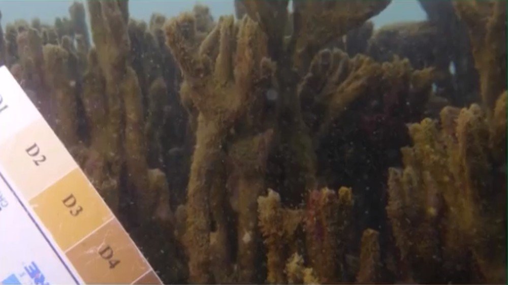 Porto Seguro: Aumento da temperatura dos oceanos já destruiu 90% de espécie de coral