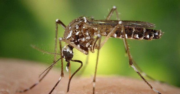 Governo dará pensão vitalícia a crianças com microcefalia causada por zika