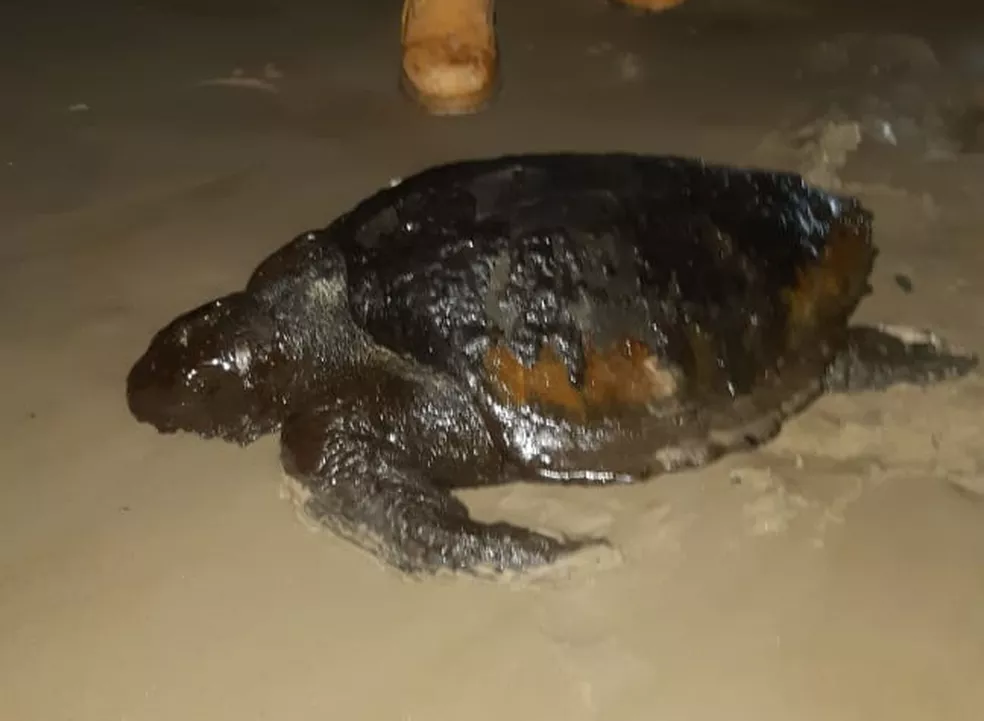 Tartaruga coberta de óleo é achada em praia de Ilhéus, no sul da Bahia