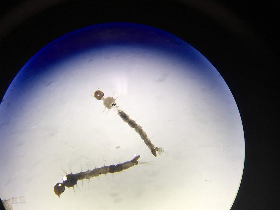 Pesquisadora baiana cria inseticida natural para combater o mosquito da dengue