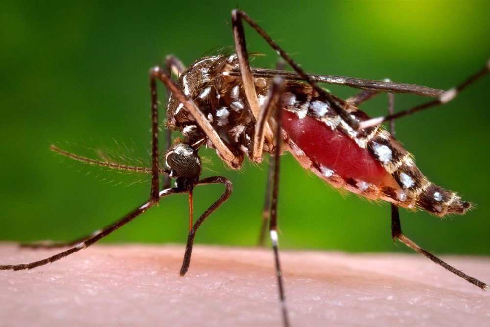 Bahia registra 64,4 mil casos de dengue entre janeiro e outubro; nº representa crescimento de 667%