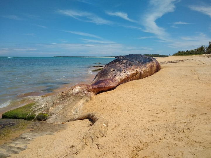 Porto Seguro: Baleia da espécie cachalote é encontrada morta na praia de Barra Velha