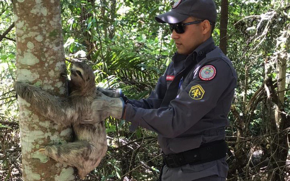 Teixeira: Bicho-preguiça é resgatado por bombeiros e levado para reserva natural