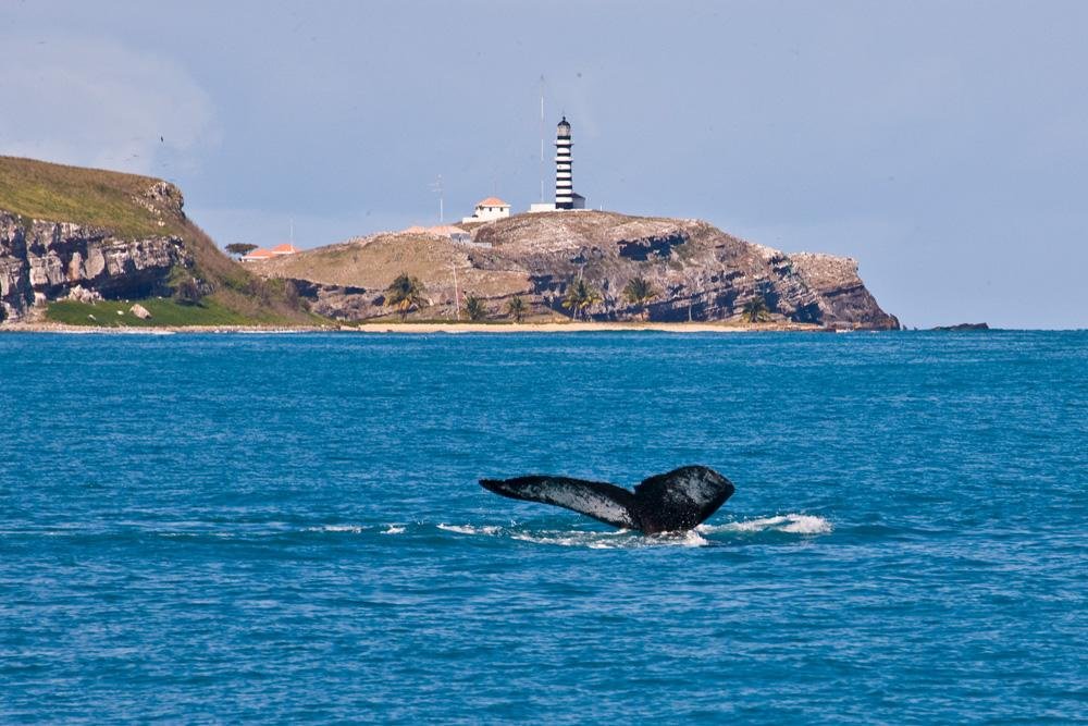 Visitas a Abrolhos estão suspensas por causa do óleo. Vídeo