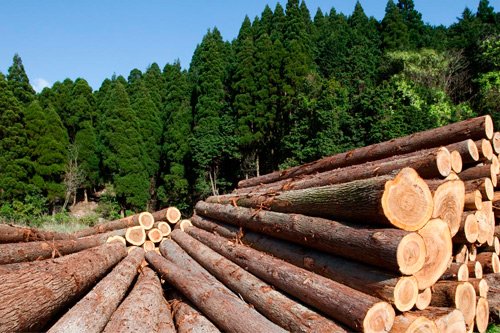 Setor florestal gera 200 mil empregos na BA; investimento foi de R$ 1 bi em 2018