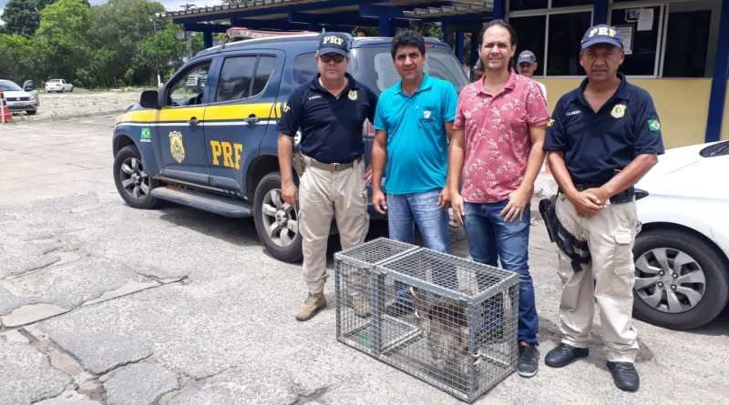 PRF encaminha bicho-preguiça em situação de risco para órgão ambiental após ser resgatado por cidadão em Nova Viçosa