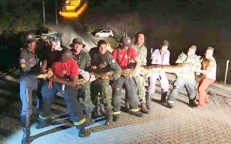 Sucuri é resgatada após sair de lagoa e ser atropelada por moto