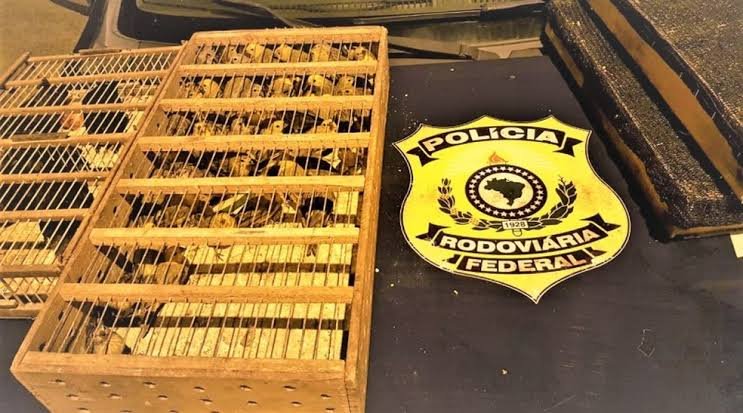 Eunápolis: PRF resgata quase 500 pássaros silvestres transportados em mala de carro