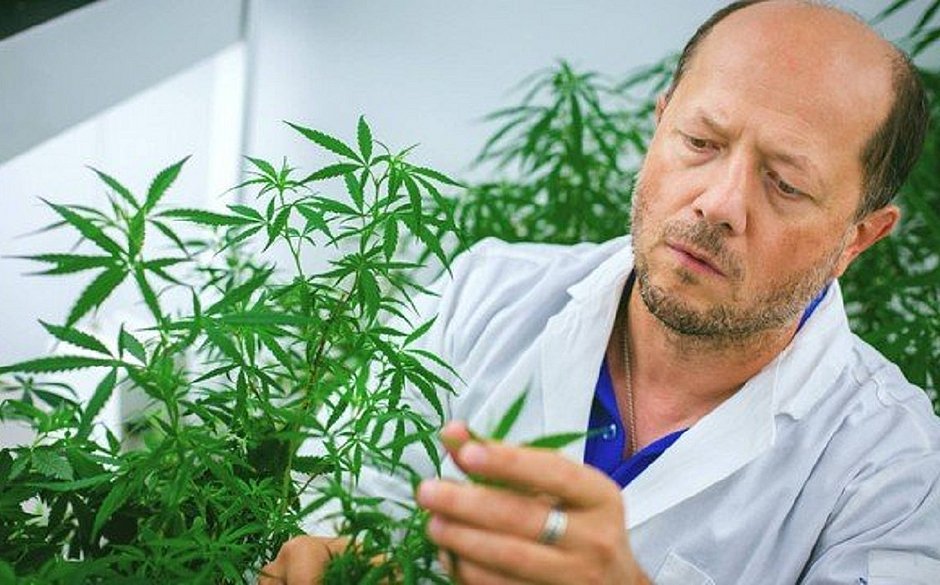 Cannabis apresenta resultados promissores como tratamento para covid-19
