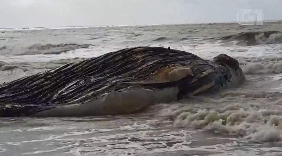 Alcobaça: Baleia jubarte é encontrada morta em praia
