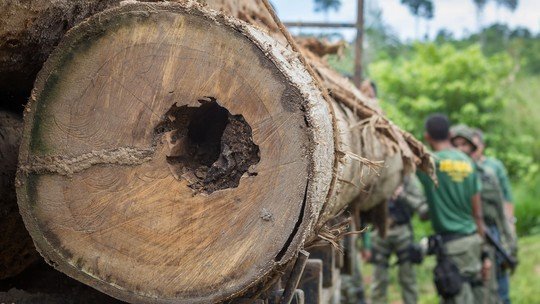Moradora registra ‘invasão’ de gafanhotos na cidade de Milagres