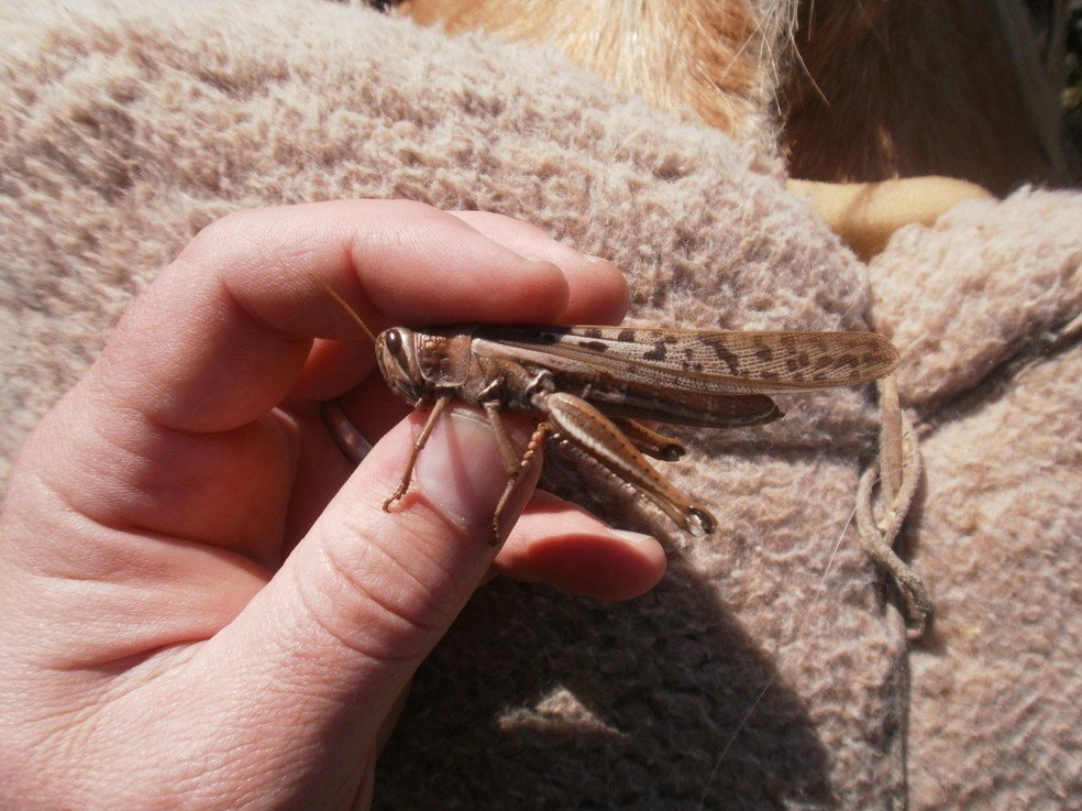 Nova nuvem de gafanhotos surge no Paraguai e deve seguir para a Argentina