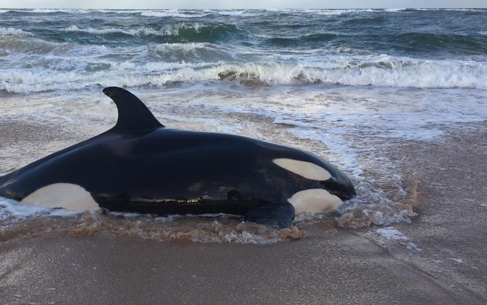 Orca encalha na praia de Guarajuba; projeto diz que aparecimento é raro