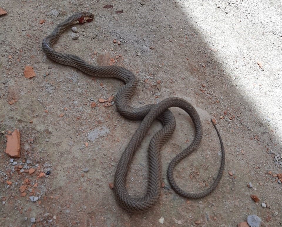 Mulher encontra cobra dentro de banheiro de casa no Rosa de Luxemburgo