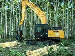 SENAI abre processo seletivo para curso de Capacitação em Operador Florestal e Mecânico de Manutenção