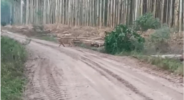 Onça circulando próximo a Teixeira de Freitas assusta moradores