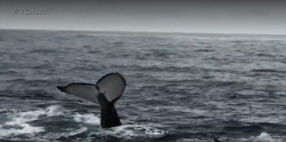 Mais de cem filhotes de baleias jubartes são vistos em expedição entre Bahia e Espírito Santo