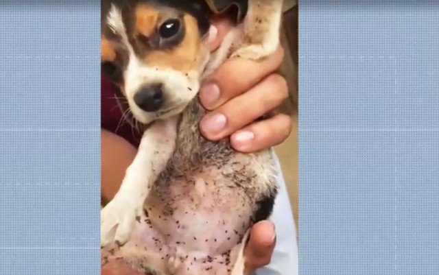 Cães desnutridos são resgatados em imóvel