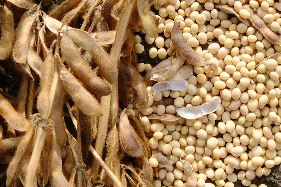 IBGE: produção agrícola baiana tem recuo de 1,7% devido à queda na safra de soja