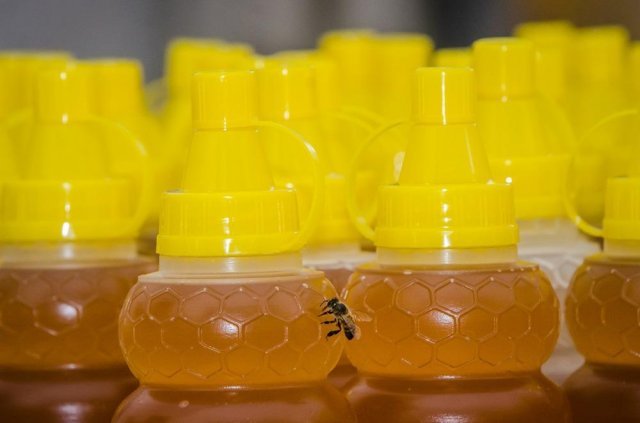 Bahia investe mais de R$61 milhões no sistema produtivo do mel