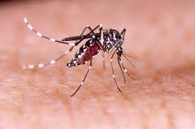 Aumento dos casos de dengue faz crescer procura por plaquetas em Mato Grosso